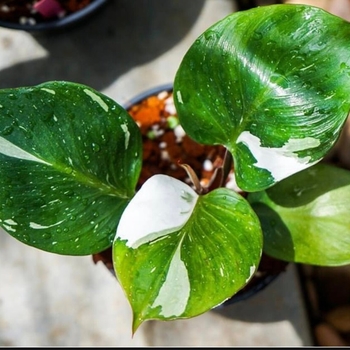 Philodendron - Philodendron 'White Knight'