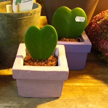 Hoya Kerrii - Hoya 'Heart'