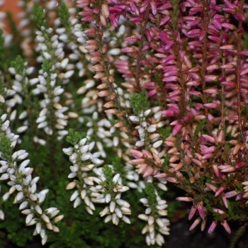 Erica darleyensis - Heather 'Multiple Varieties'