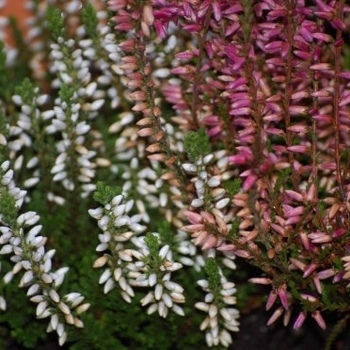 Erica darleyensis - Mixed Heather 