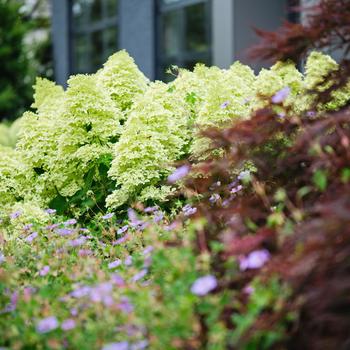 Hydrangea paniculata - Hydrangea 'Dragon Baby'