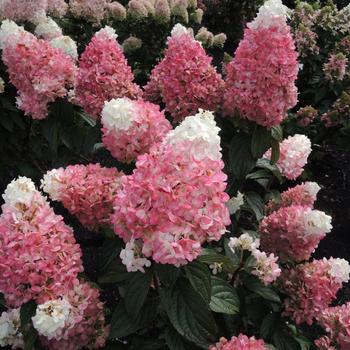 Hydrangea paniculata - Hydrangea 'Vanilla Strawberry'
