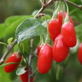 Lycium barbarum 'Firecracker' (Goji Berry) - Firecracker Goji Berry