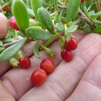 Lycium bararum 'Dynamite' (Goji Berry) - Dynamite Goji Berry