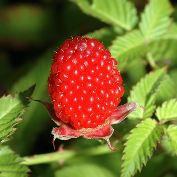 Rubus idaeus - Raspberry 'Killarney'