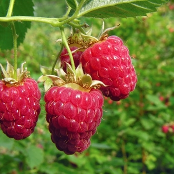 Rubus idaeus 'Meeker' (Red Raspberry) - Meeker Red Raspberry