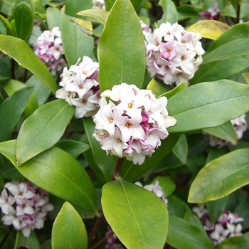 Daphne - Daphne 'Perfume Princess'