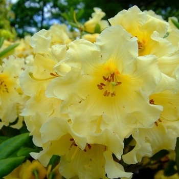 Rhododendron 'Honey Butter' (Rhododendron) - Honey Butter Rhododendron