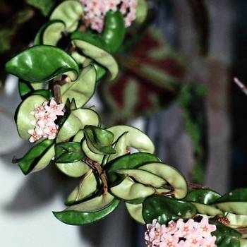 Hoya carnosa f. compacta - Hoya 'Hindu Rope'