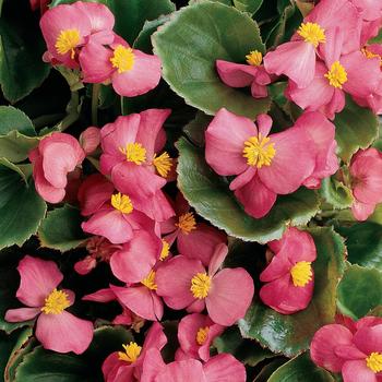 Begonia semperflorens (Wax Begonia) - Begonia 'Prelude Rose'