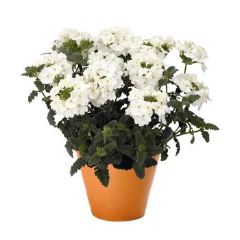 Verbena - Verbena 'Sweet Dreams White Night'