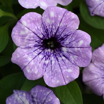 Petunia hybrida - Petunia 'Headliner Crystal Sky'