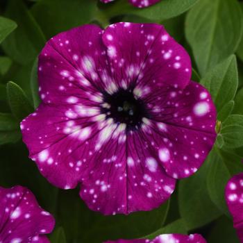 Petunia hybrida - Petunia 'Headliner Electric Purple Sky'