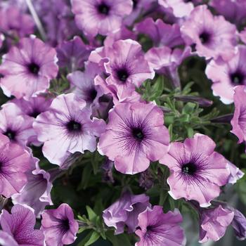 Petunia hybrida - Petunia 'Headliner Lavender Picotee'