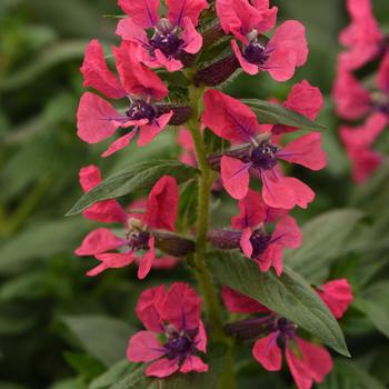 Cuphea procumbens - Cuphea 'Sweet Talk™ Deep Pink'