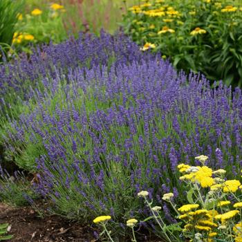 Lavandula angustifolia - Lavender 'Hidcote'