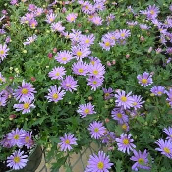 Brachyscome angustifolia - Swan River Daisy 'Brasco Violet'