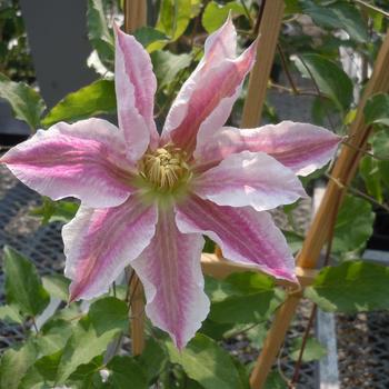 Clematis - Clematis 'Vancouver Cotton Candy'