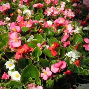 Begonia semperflorens (Wax Begonia) - Begonia 'Green Leaf Mix'
