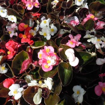 Begonia semperflorens (Wax Begonia) - Begonia 'Red Leaf Mix'