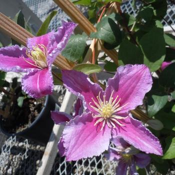 Clematis - Clematis 'Piilu'