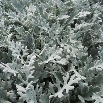 Senecio cineraria - Dusty Miller 'Silver Dust' 