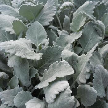 Senecio cineraria - Dusty Miller 'New Look' 