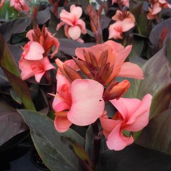 Canna x generalis - Canna Lily 'Cannova Bronze Peach'