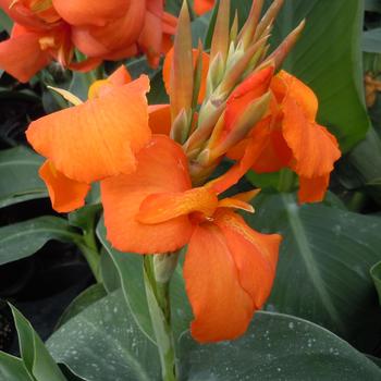 Canna x generalis - Canna Lily 'Cannova Orange Shades'