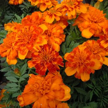 Tagetes patula (French Crested) - Marigold 'Bonanza Bolero Improved'