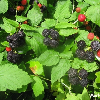 Rubus occidentalis 'Jewel' (Black Raspberry) - Jewel Black Raspberry