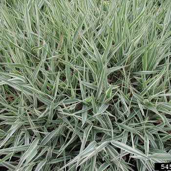 Phalaris arundinacea - Ribbon Grass 'Strawberries and Cream'