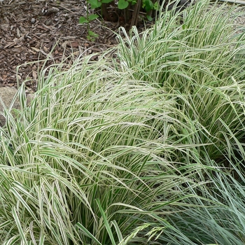 Calamagrostis acutiflora 'Overdam' - Feather Reed Grass-Variegated