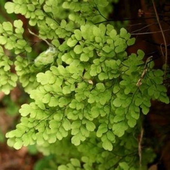 Adiantum capillus-veneris - Fern 'Maidenhair'