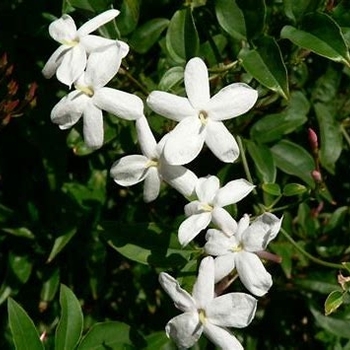 Trachelospermum jasminoides - Jasmine