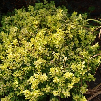 Berberis thunbergii - Golden Barberry