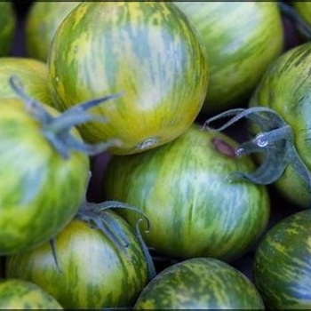 Heirloom Tomato - Tomato 'Green Zebra'