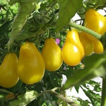 Cherry Tomato - Tomato 'Yellow Pear'