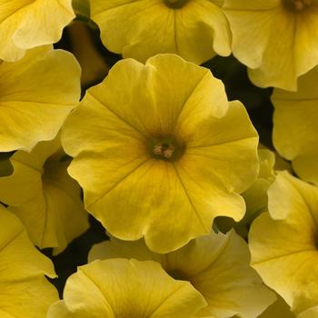 Petchoa (Petunia Calibrachoa) - Petchoa 'Caliburst Yellow'