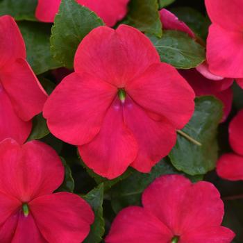 Impatiens walleriana - Impatiens 'Beacon Lipstick'