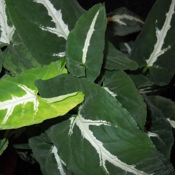 Syngonium wendlandii (Arrowhead) - Syngonium 'Multiple Varieties'