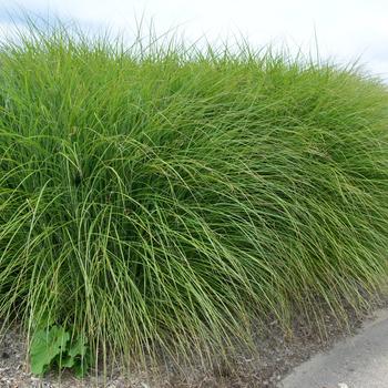 Miscanthus sinensis - Maiden Grass 'Gracillimus'