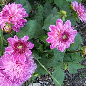 Dahlia hybrida - Dahlia 'Hypnotica Pink Bicolor'