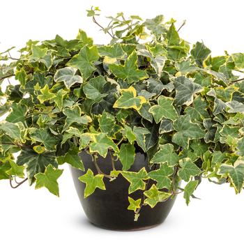 Hedera helix - English Ivy 'Goldchild' 