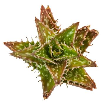 Aloe Assorted - Aloe