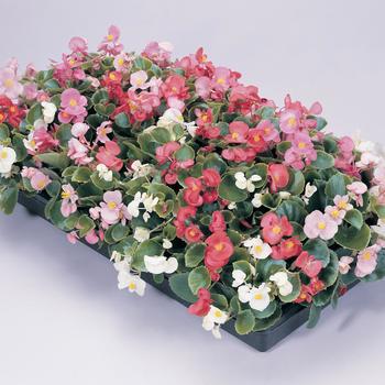 Begonia semperflorens (Wax Begonia) - Begonia 'Prelude Mix'