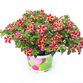 Calibrachoa (Million Bells) - Calibrachoa 'Candy Shop Candy Bouquet'
