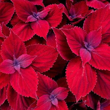 Coleus - Coleus 'Main Street Beale Street'