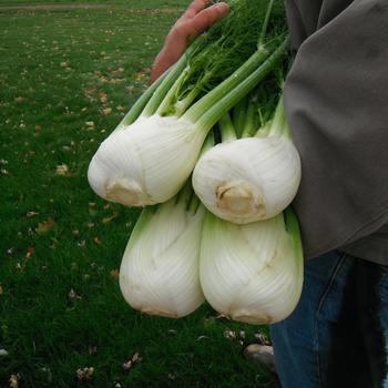 Foeniculum vulgare - Fennel