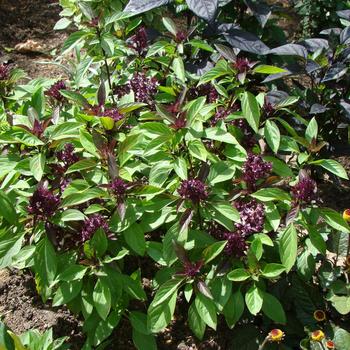 Ocimum basilicum - Basil 'Thai'